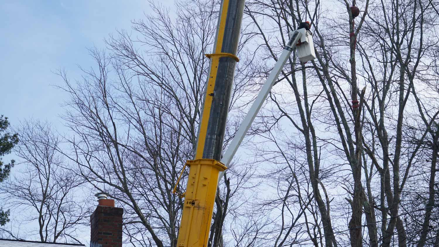 Tree removal in winter season