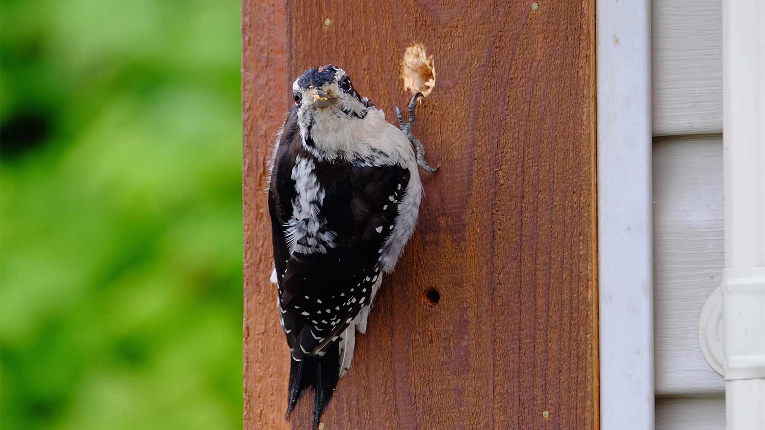 woodpecker making a hole in house