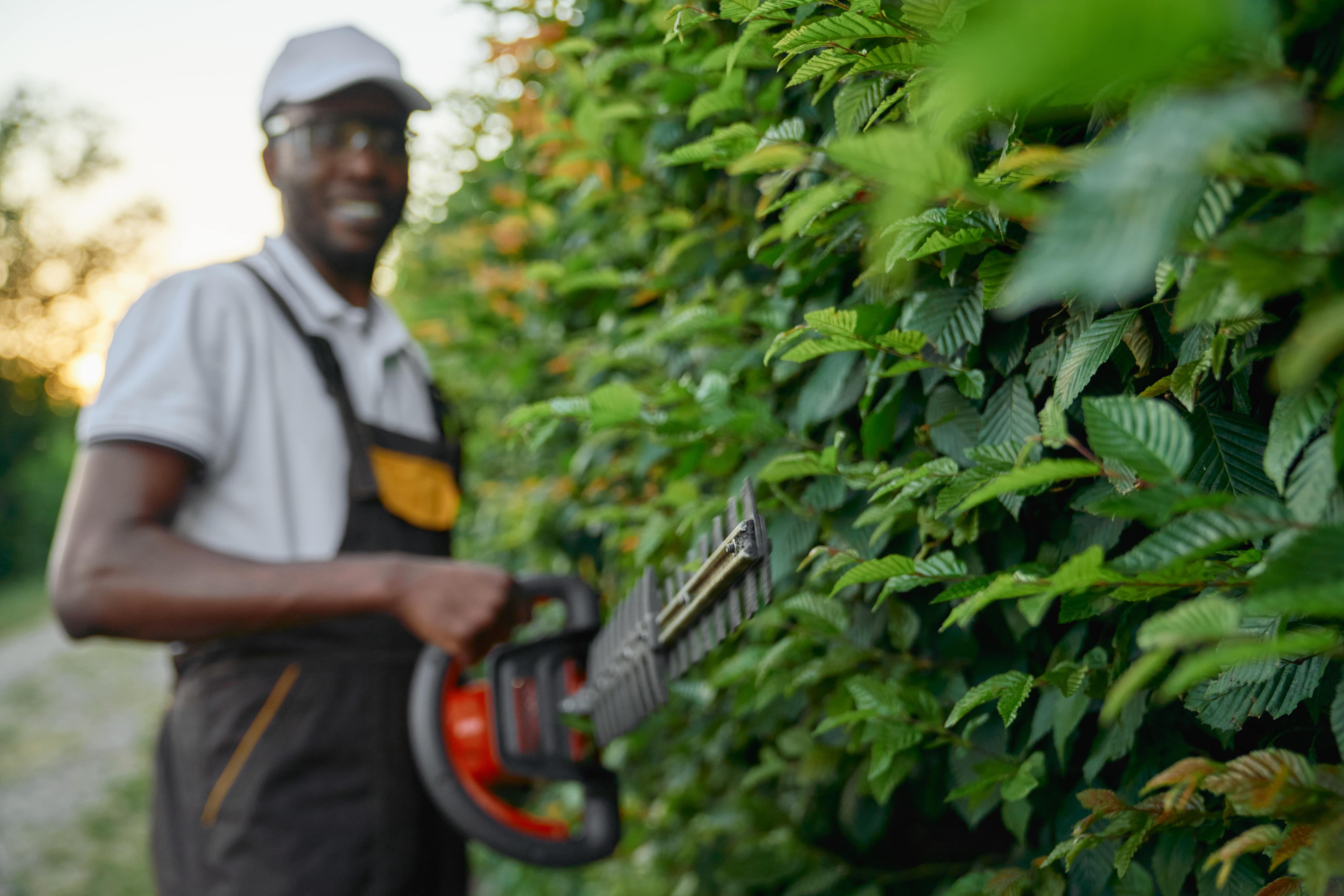 Man trimming hedges with power hedge trimmers