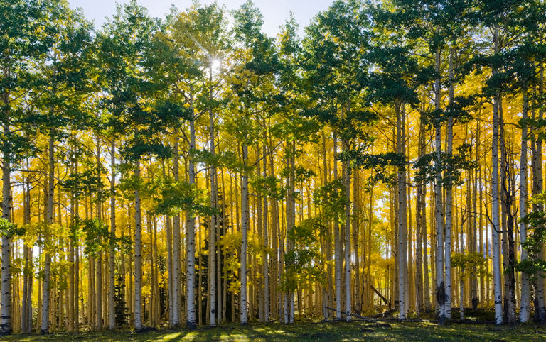 Array of aspen trees in the fall