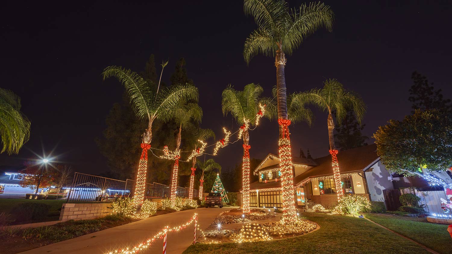 Christmas lights on Florida palm trees