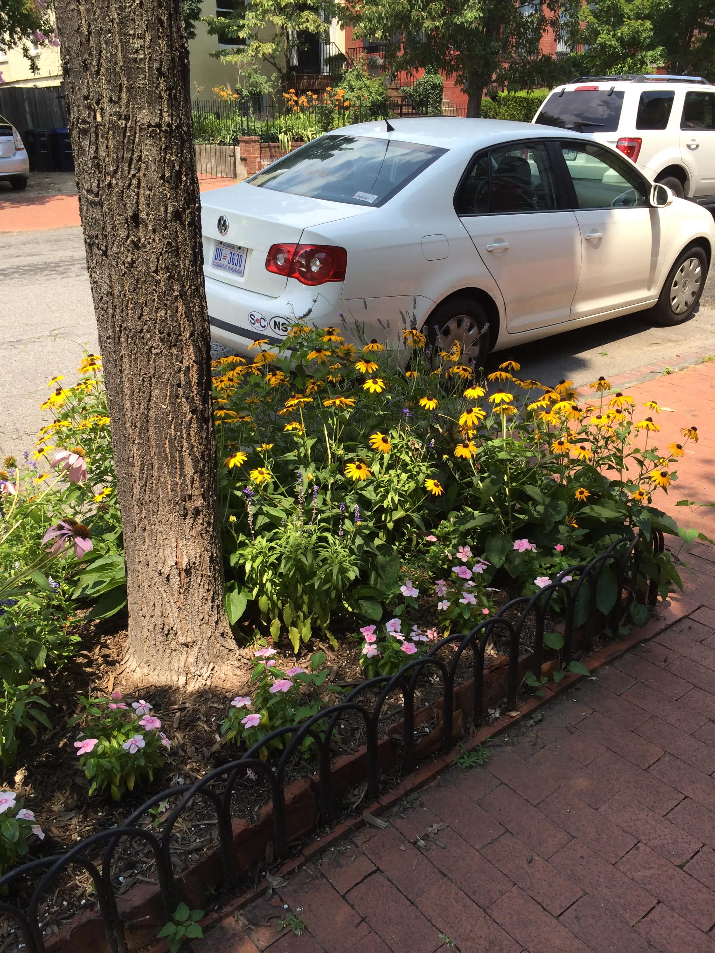DC tree box flowers