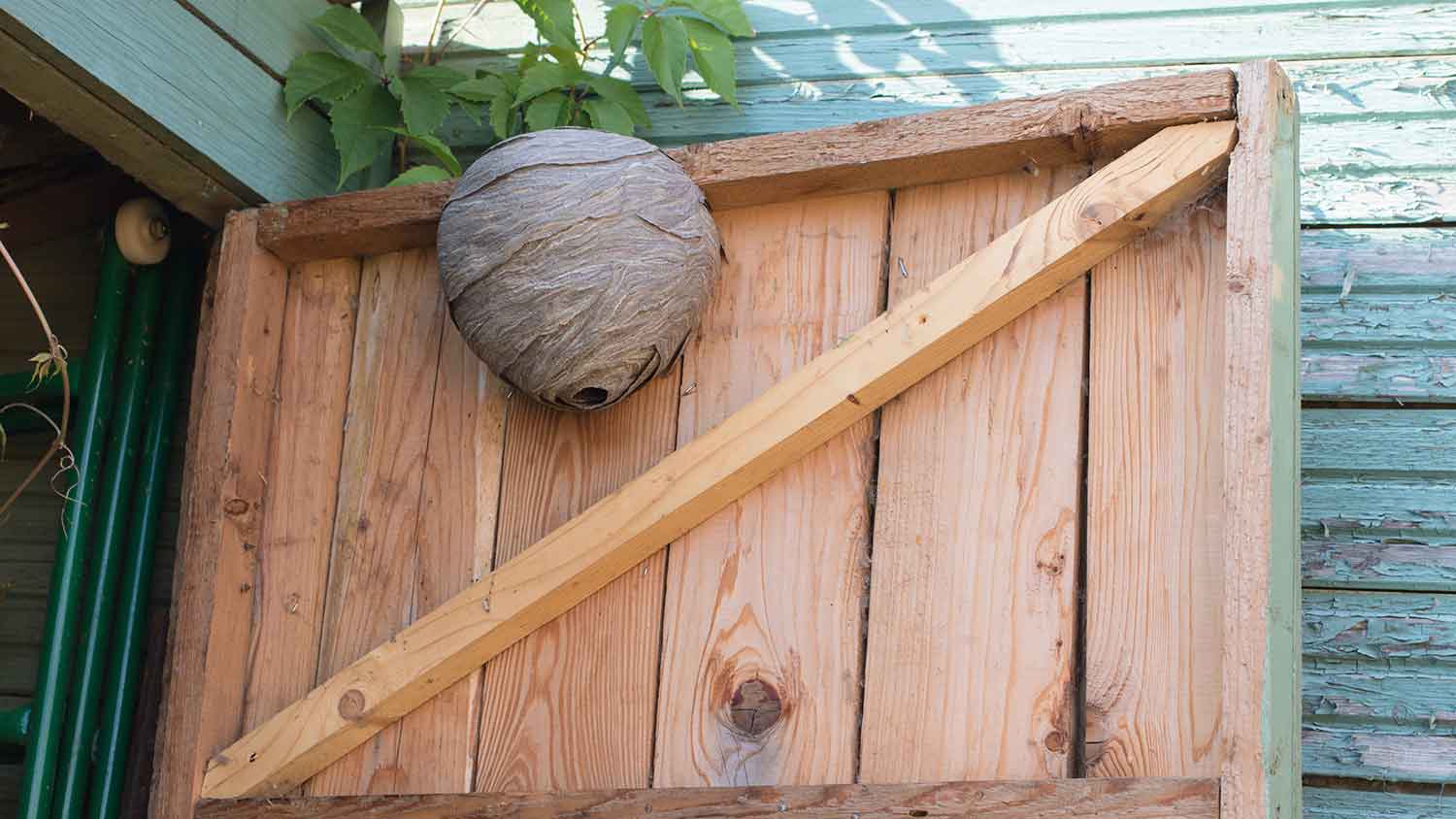 Closeup of a wasp nest on a patio shed