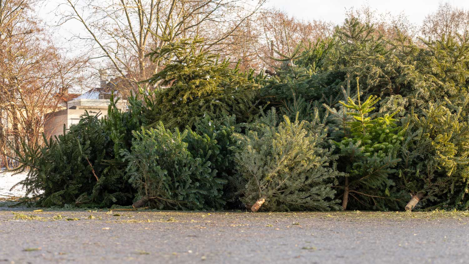 Disposal of the christmas tree after christmas