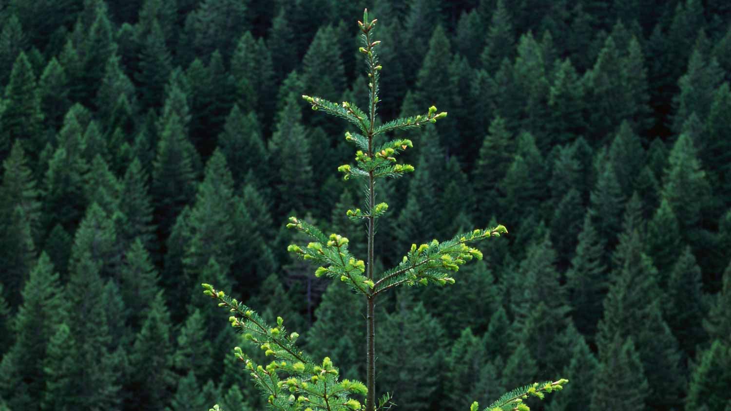 A douglas fir tree in the foreground