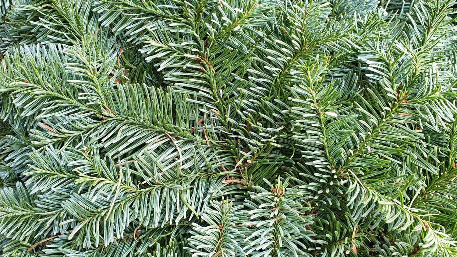 Full frame of a noble fir tree