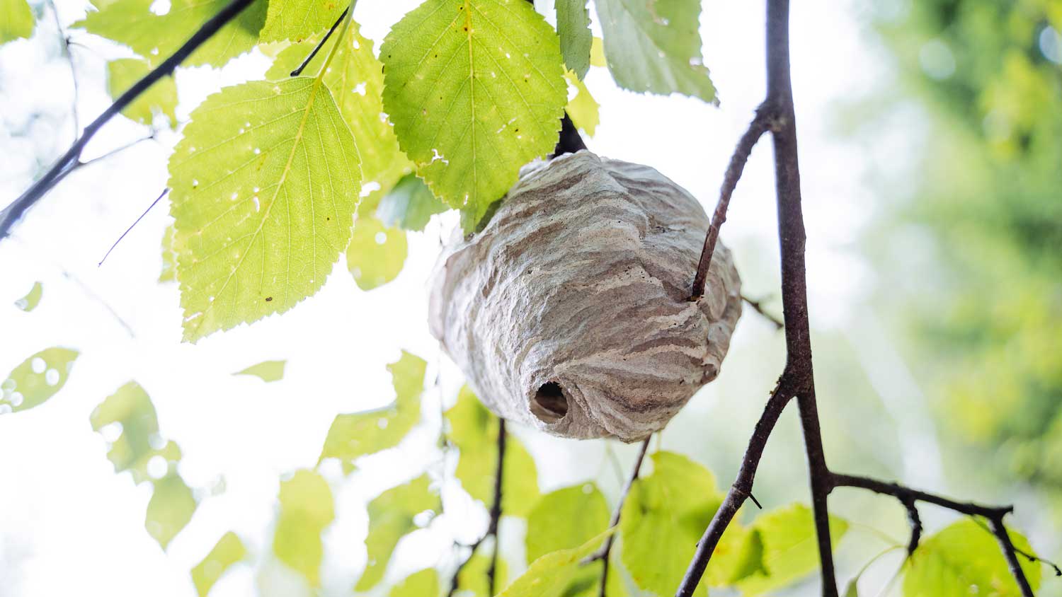 A hornet nest on a tree’s branch
