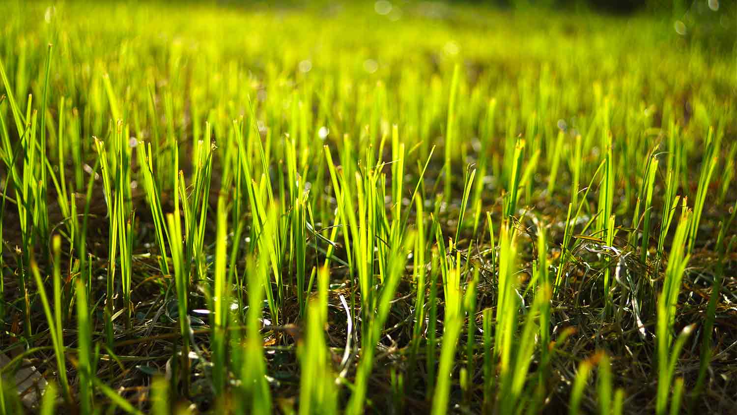 A closeup of grass growing