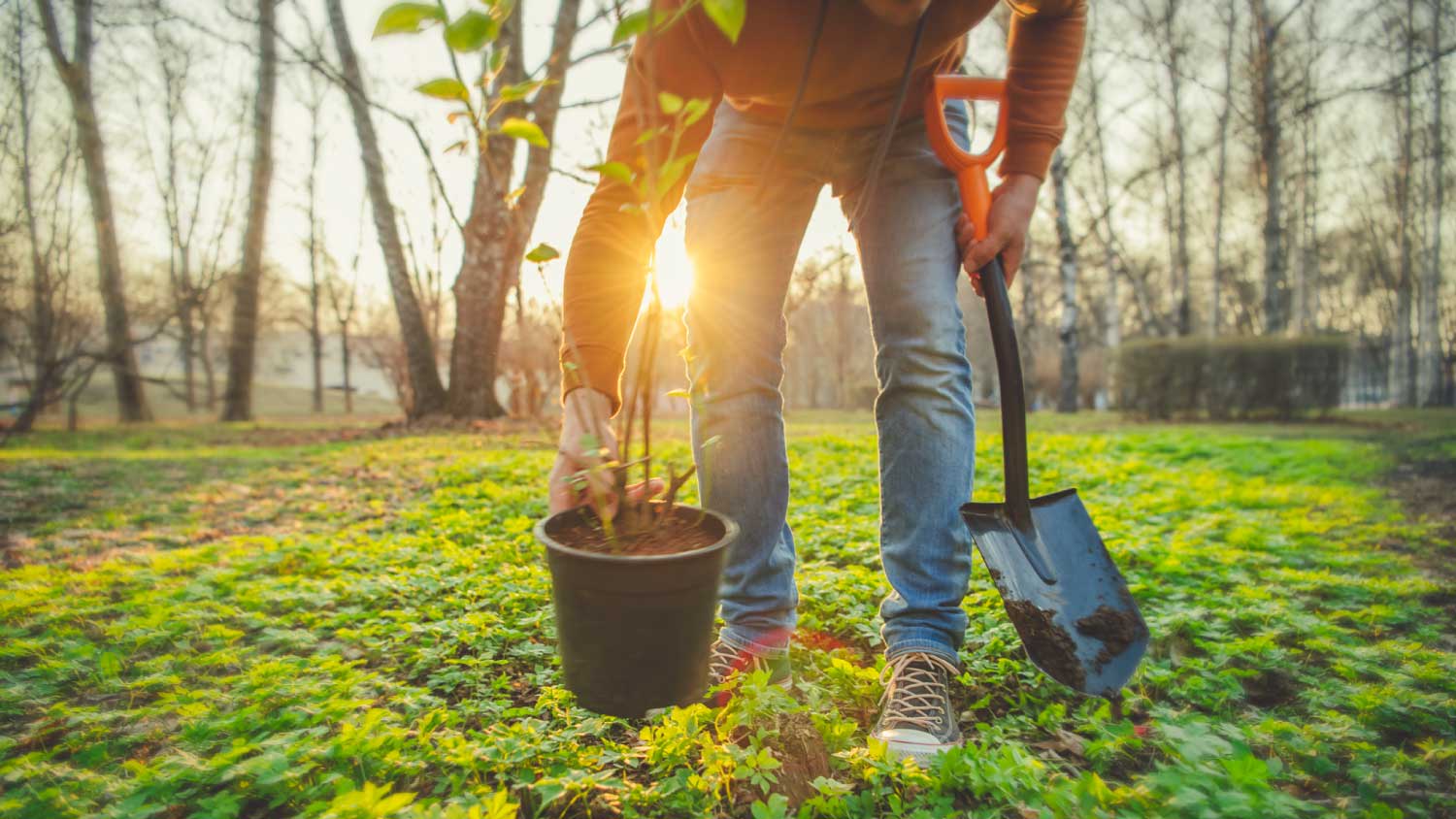 Man planting tree