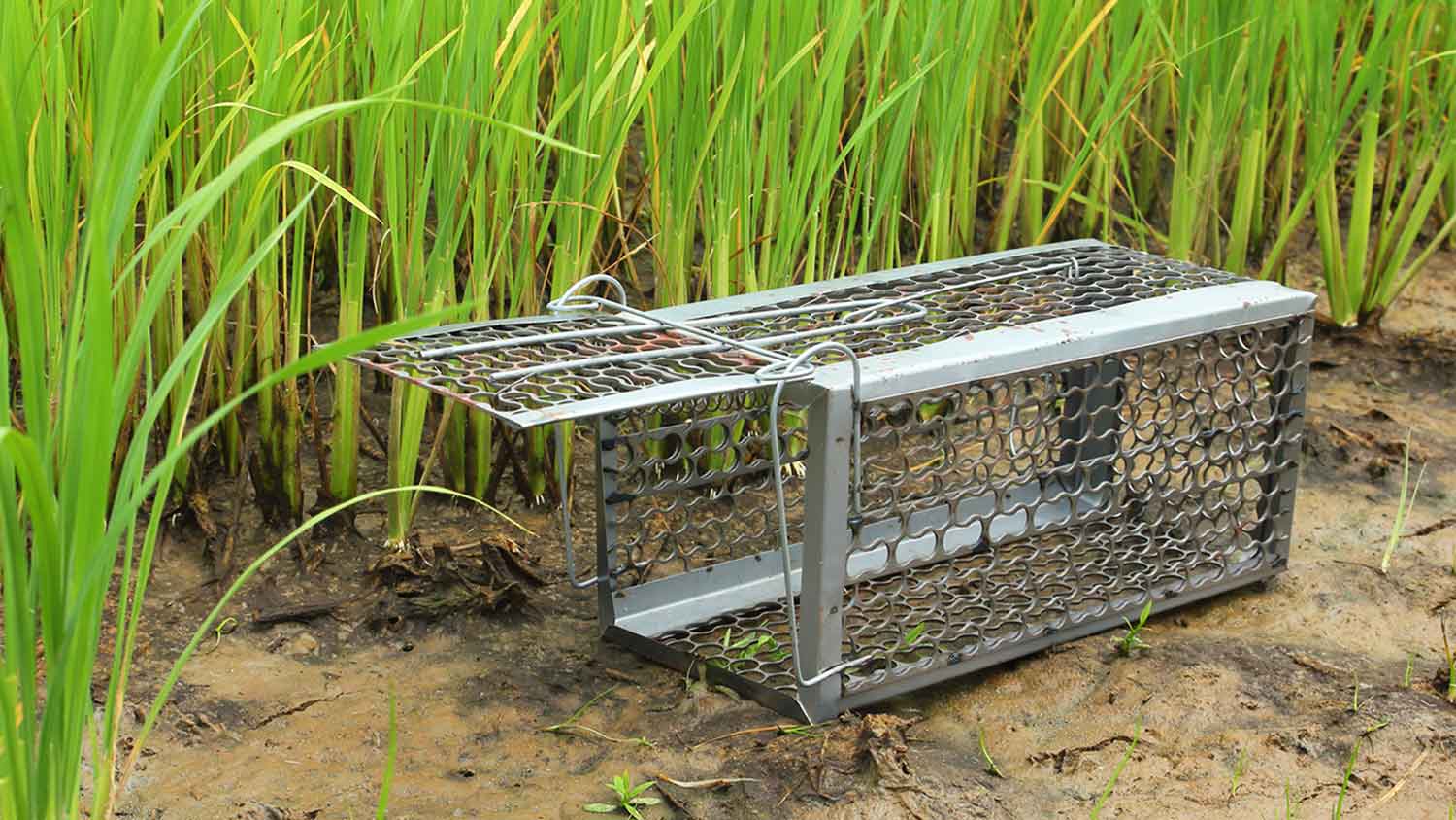 Empty mouse trap cage in a rice field