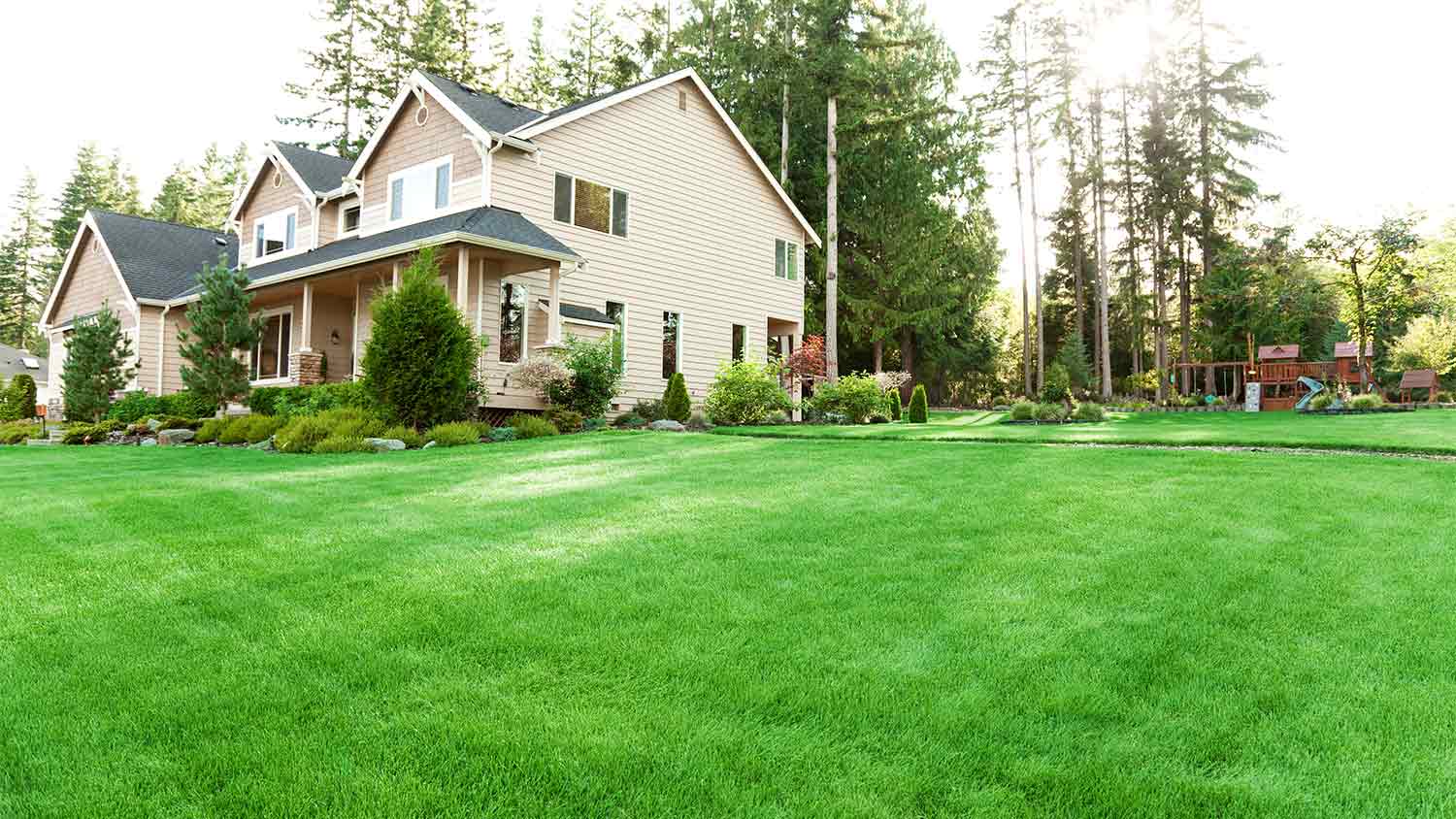 A view of a grass lawn in a yard