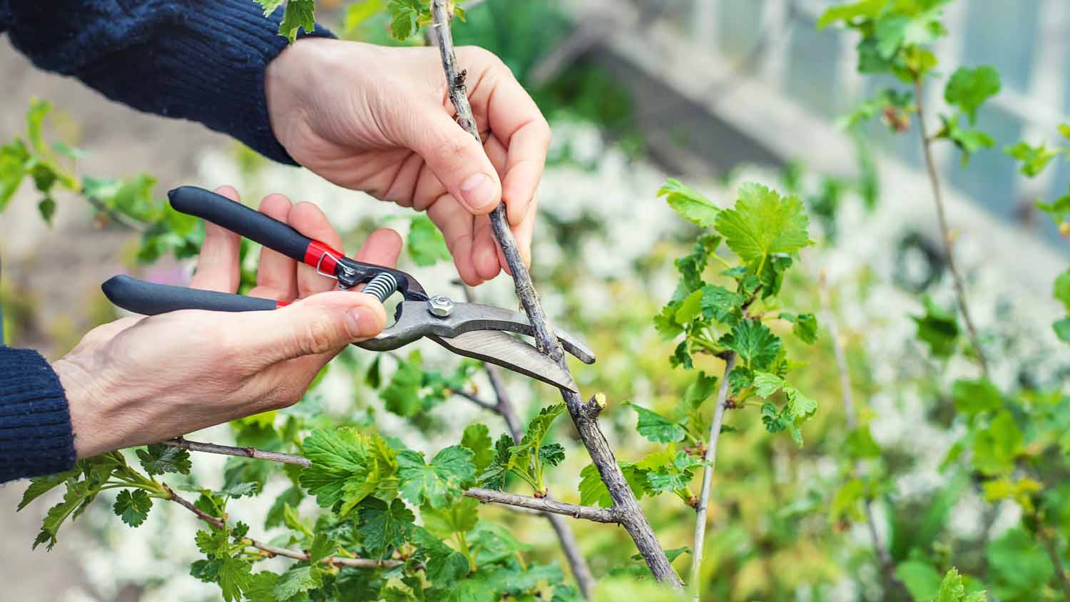 A man trimming an outdoor plant