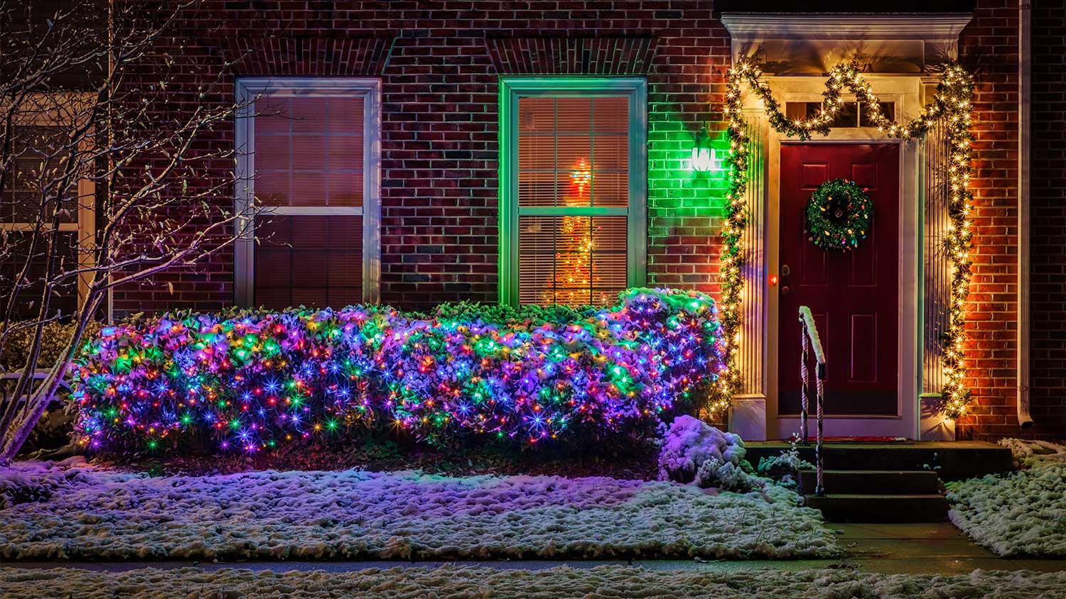 Bushes decorated with Christmas lights
