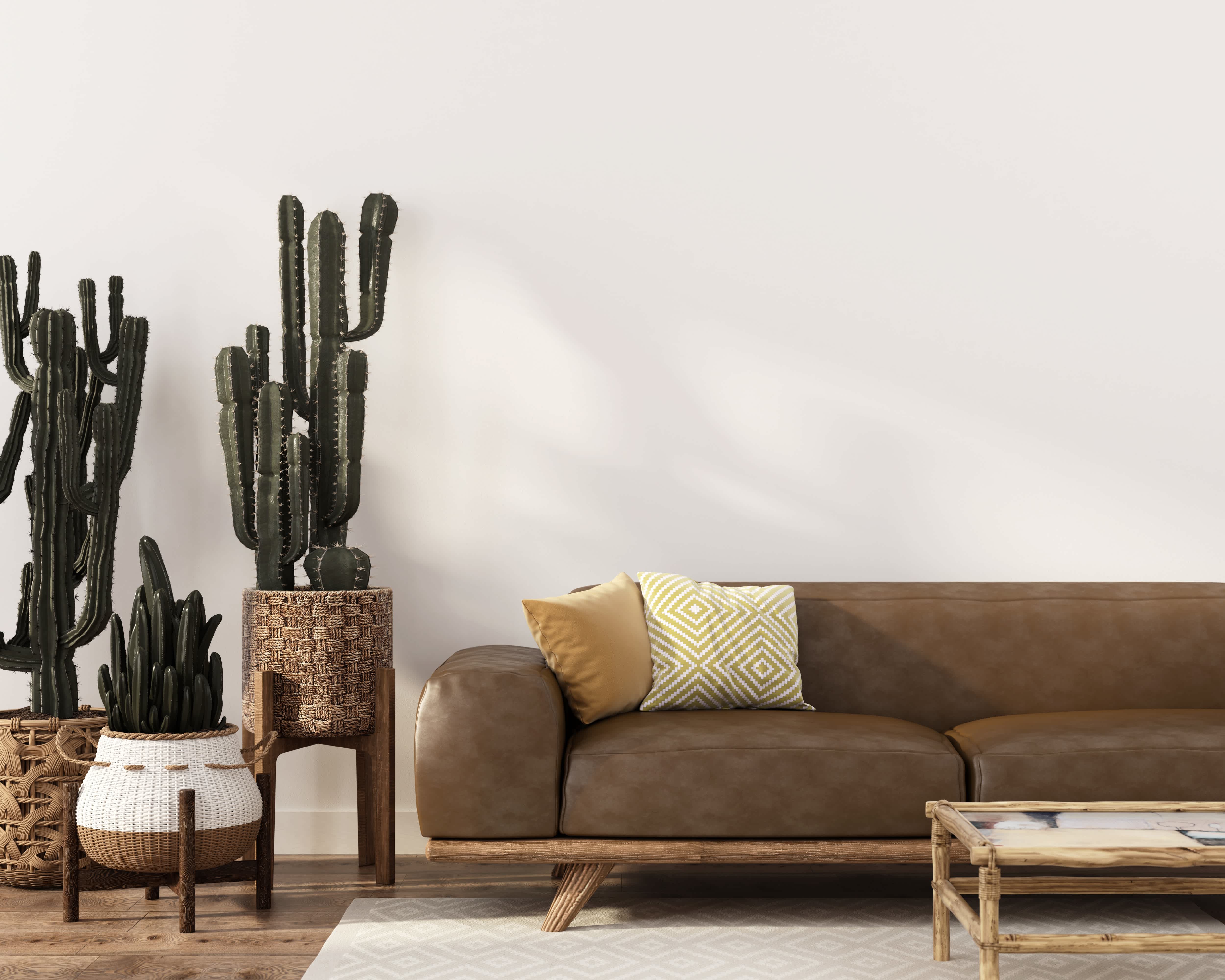 Brown leather sofa next to cactus plants