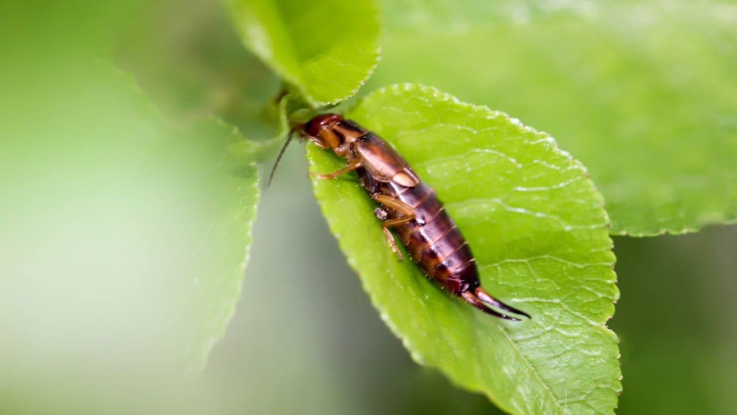 A close up of a earwigs
