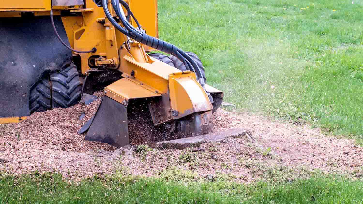 Closeup of a stump grinder machine grinding a tree stump