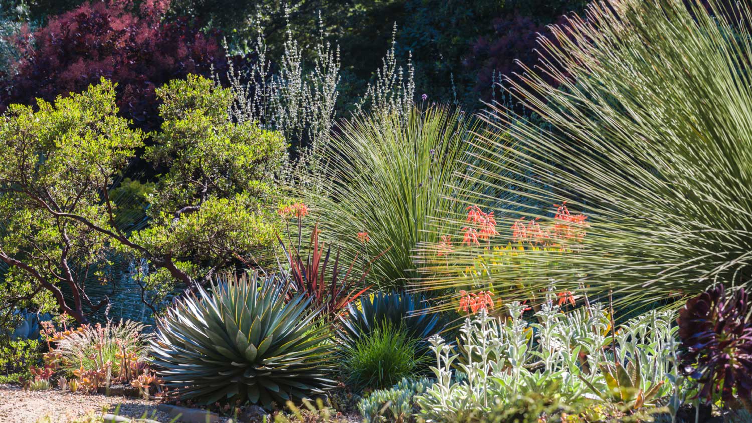 A drought tolerant garden