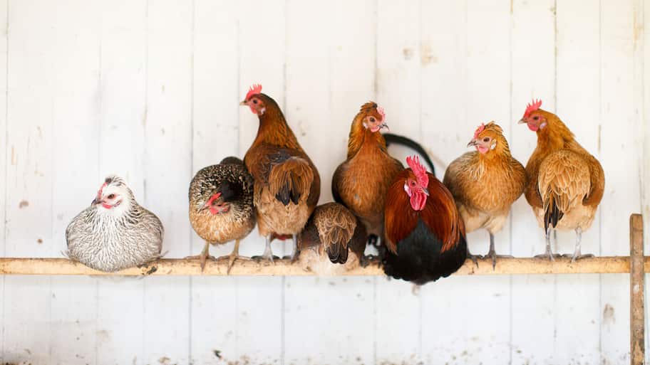Chickens in a coop roosting