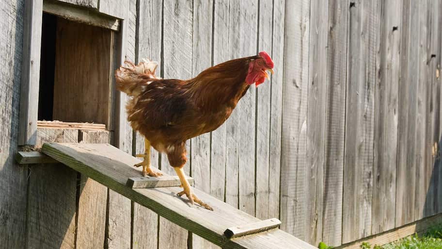 Rooster walking down chicken coop ramp