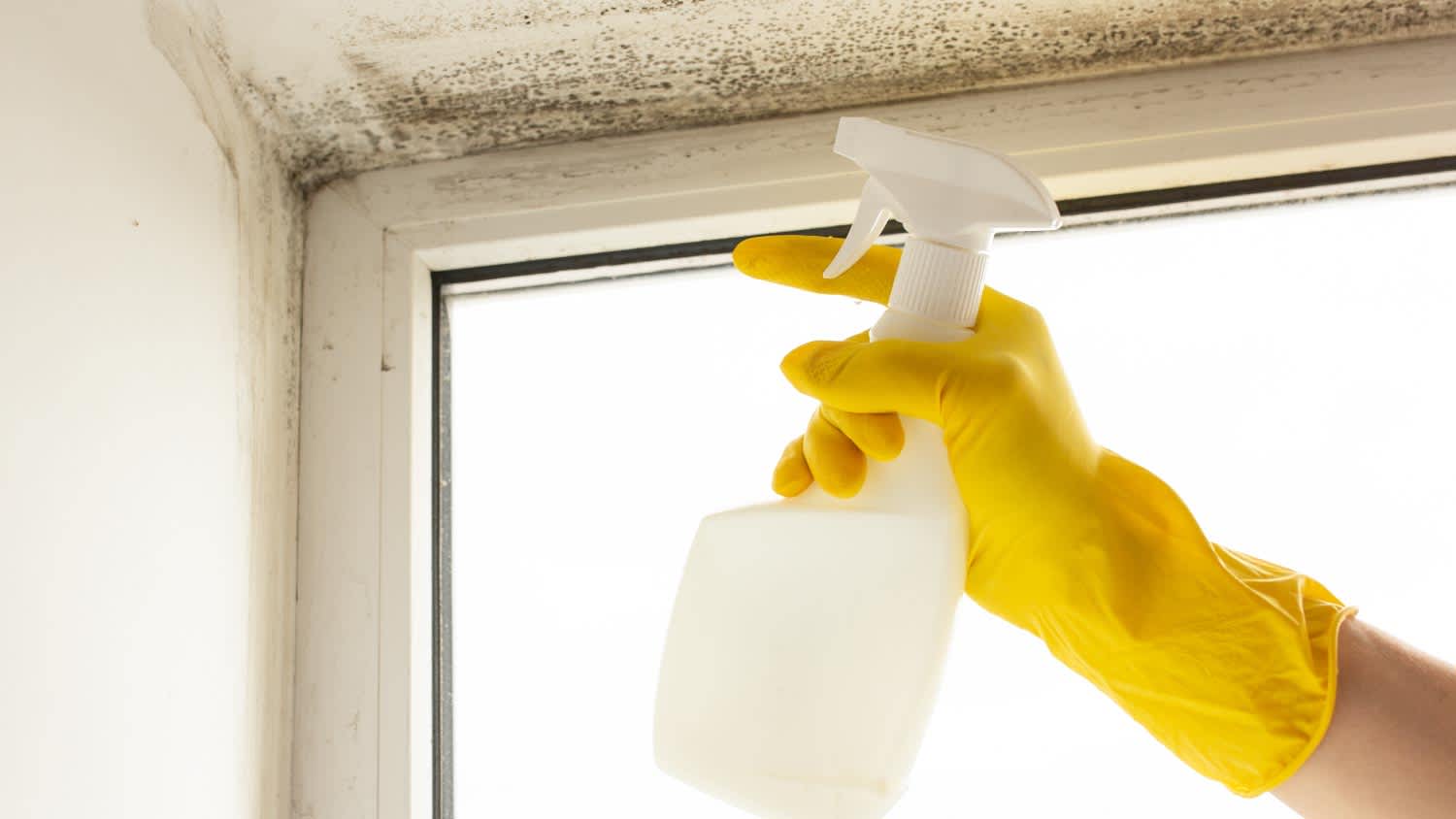A person spraying a remedy for mold