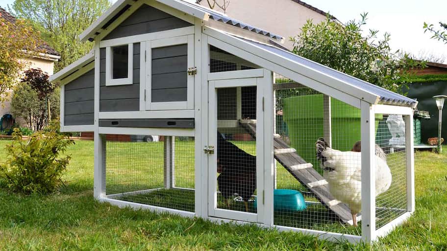 Small chicken coop with chicken wire fence