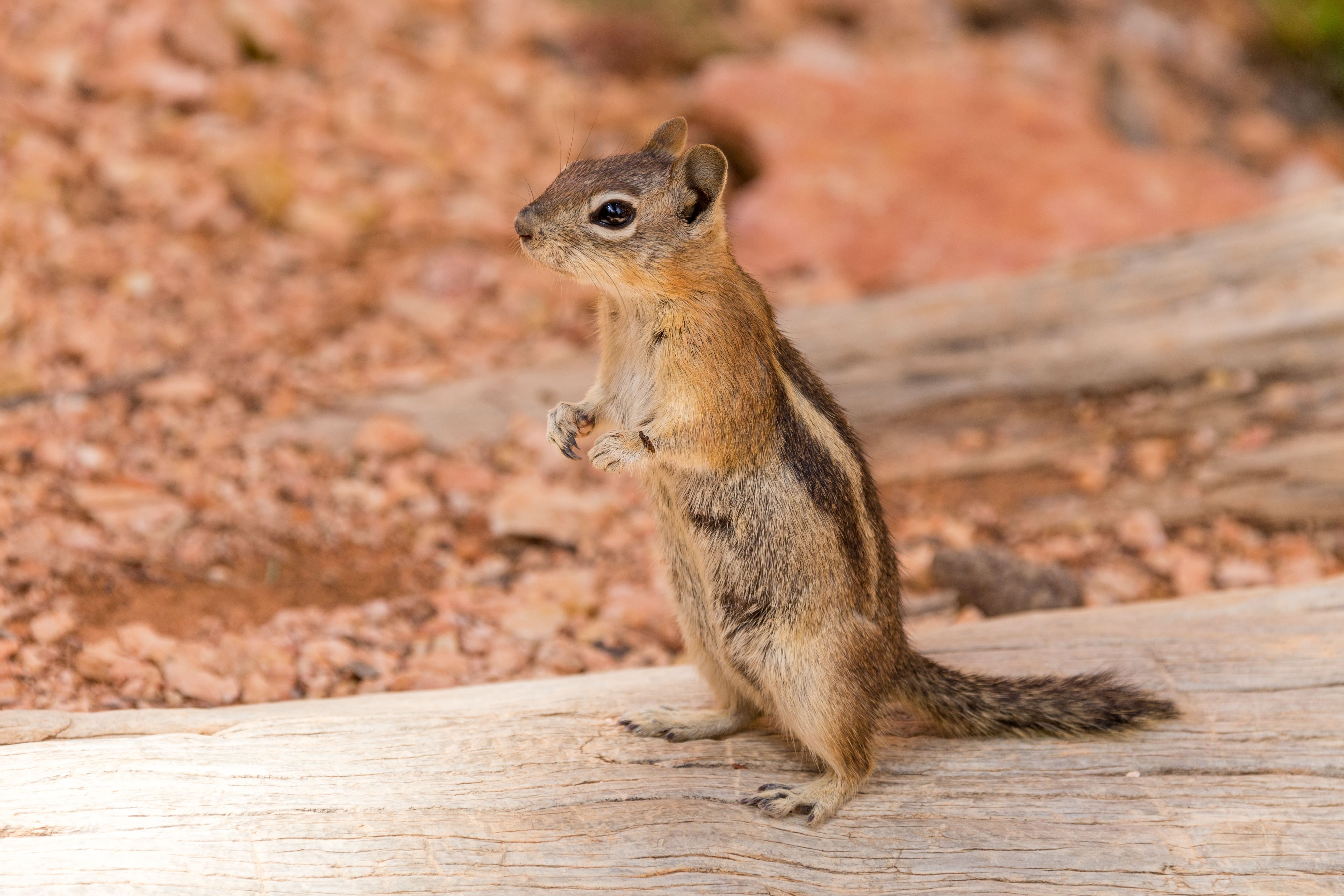 A chipmunk standing on a piece of wood