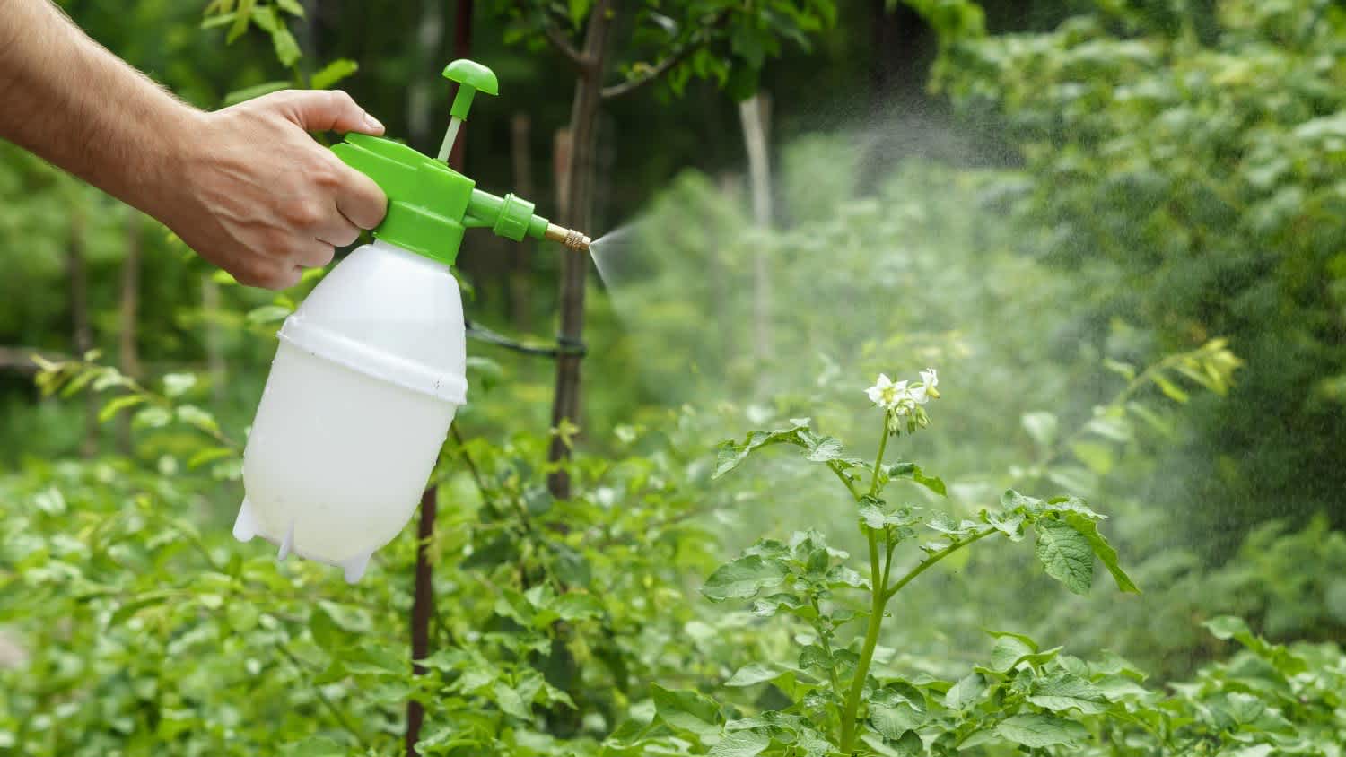 A man spraying plants in the garden