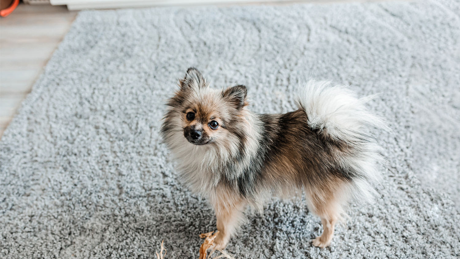 Small dog on gray carpet