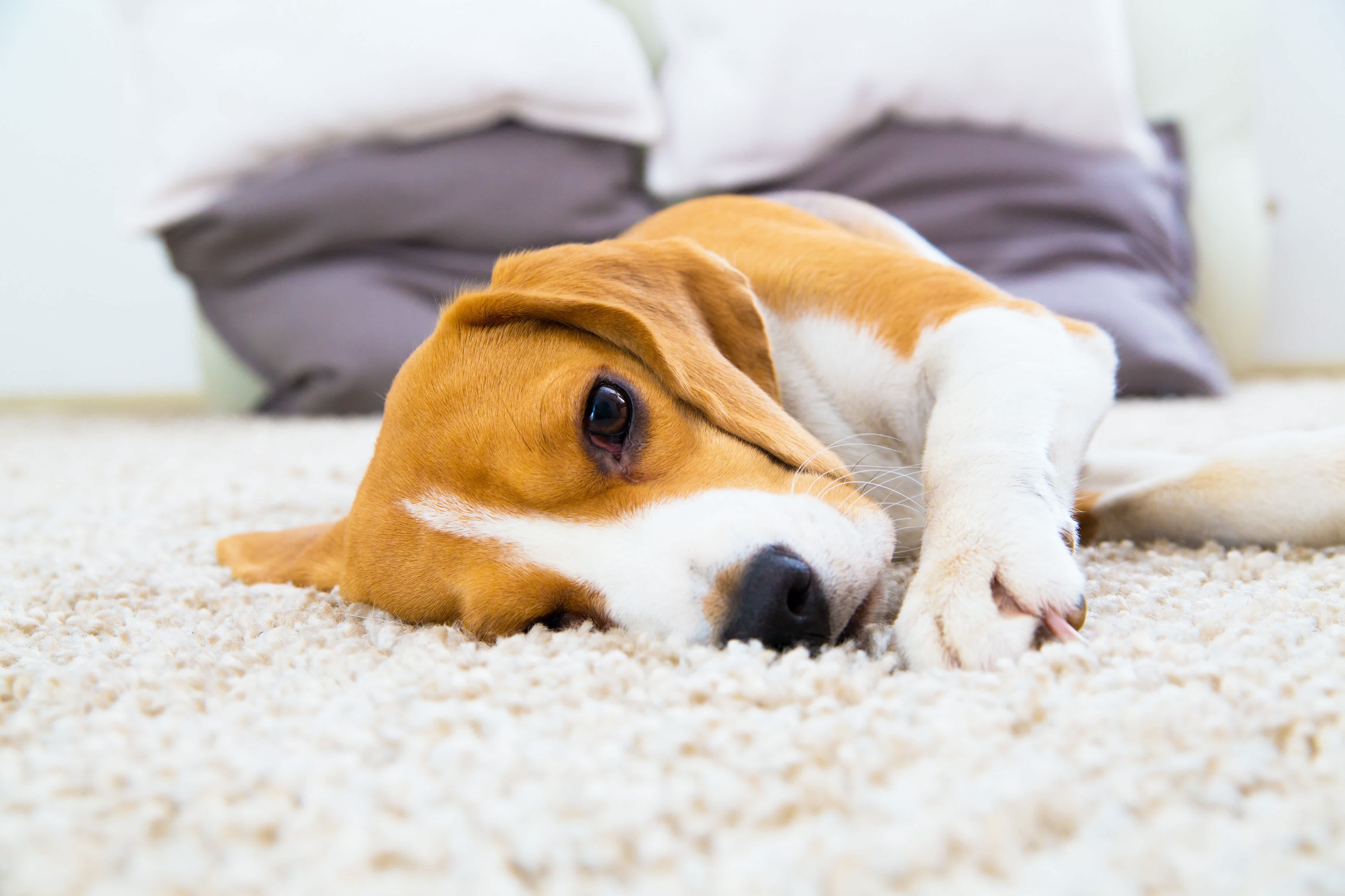 Beagle snuggling into freshly cleaned cream carpet