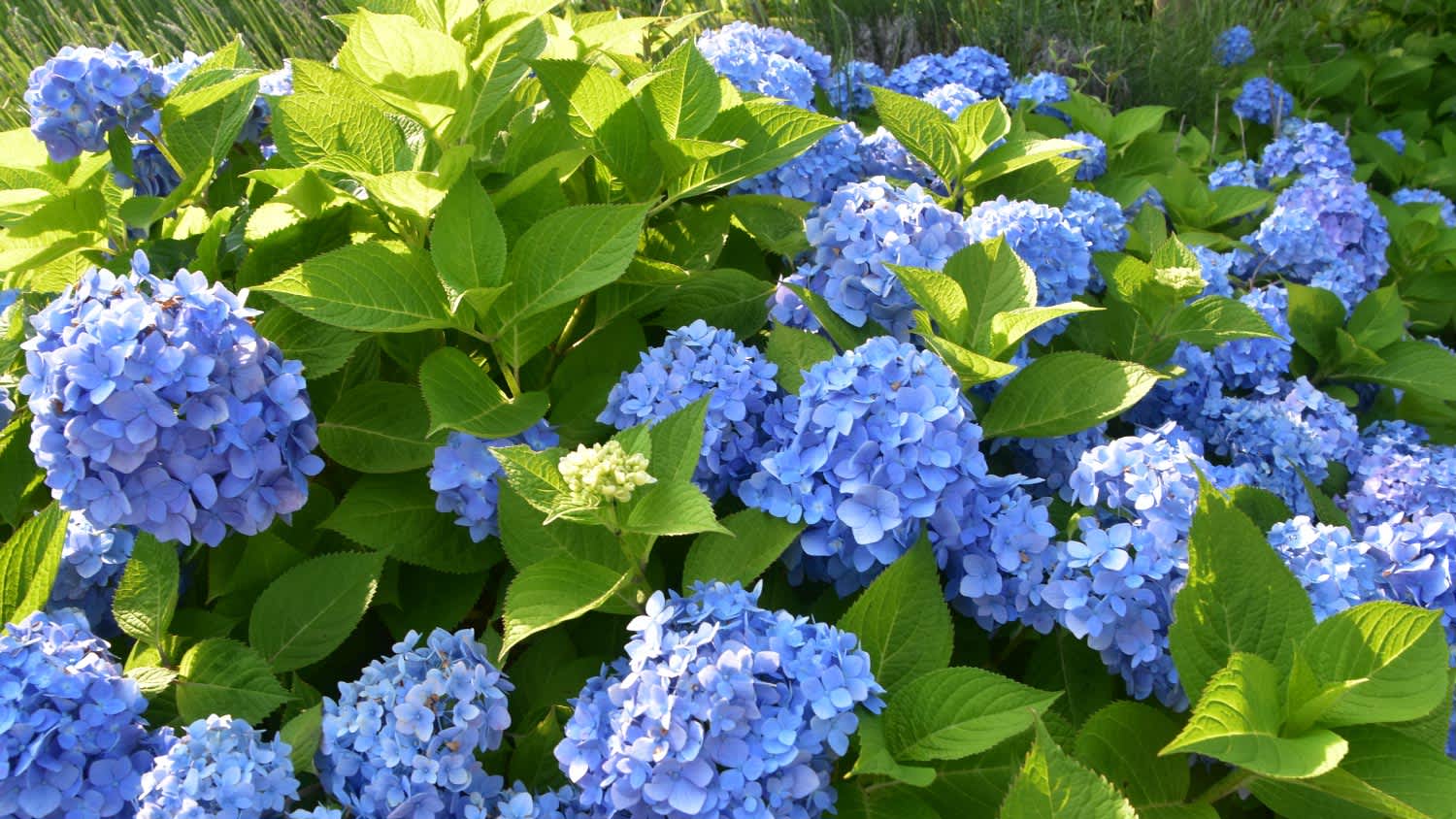 Colourful hydrangea in full bloom