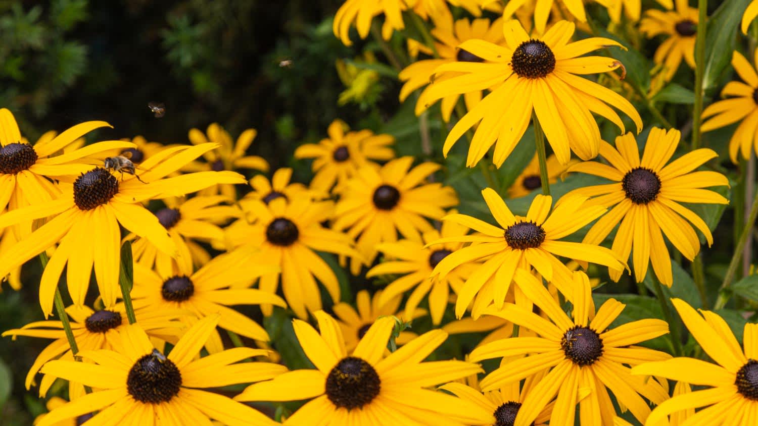 Yellow rudbeckia flowers in full bloom