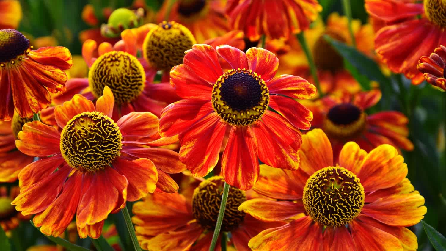 A group of helenium autumnale flowers