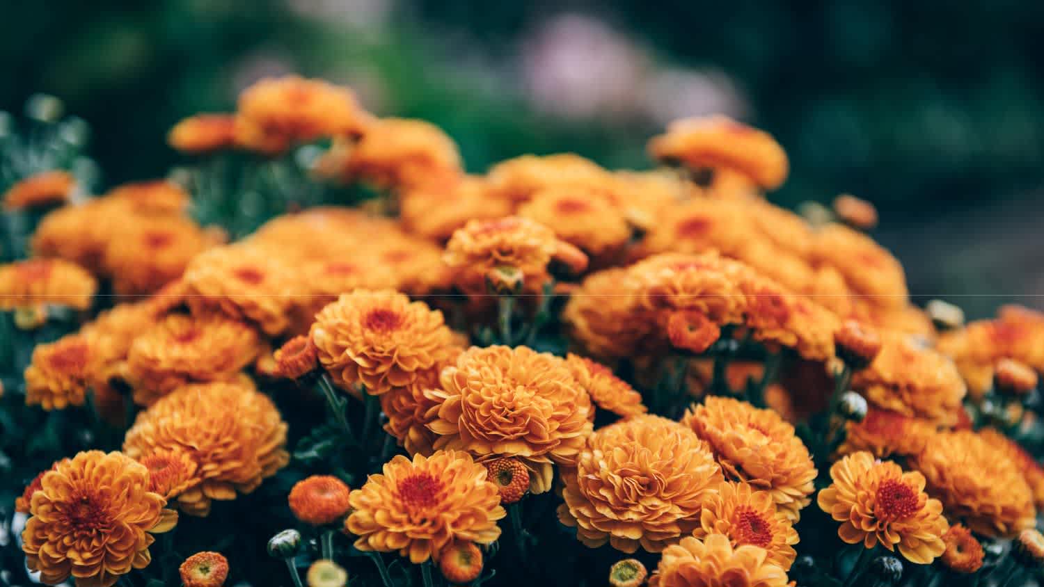 A bouquet of orange chrysanthemum flowers