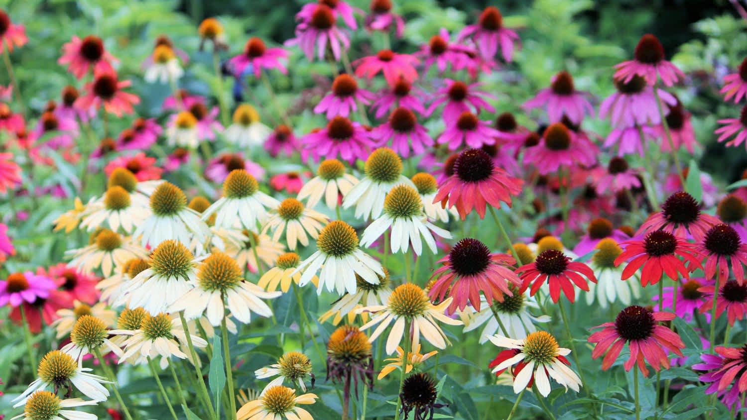 A group of coneflower