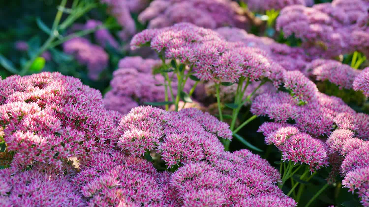 A group of pink sedum flowers