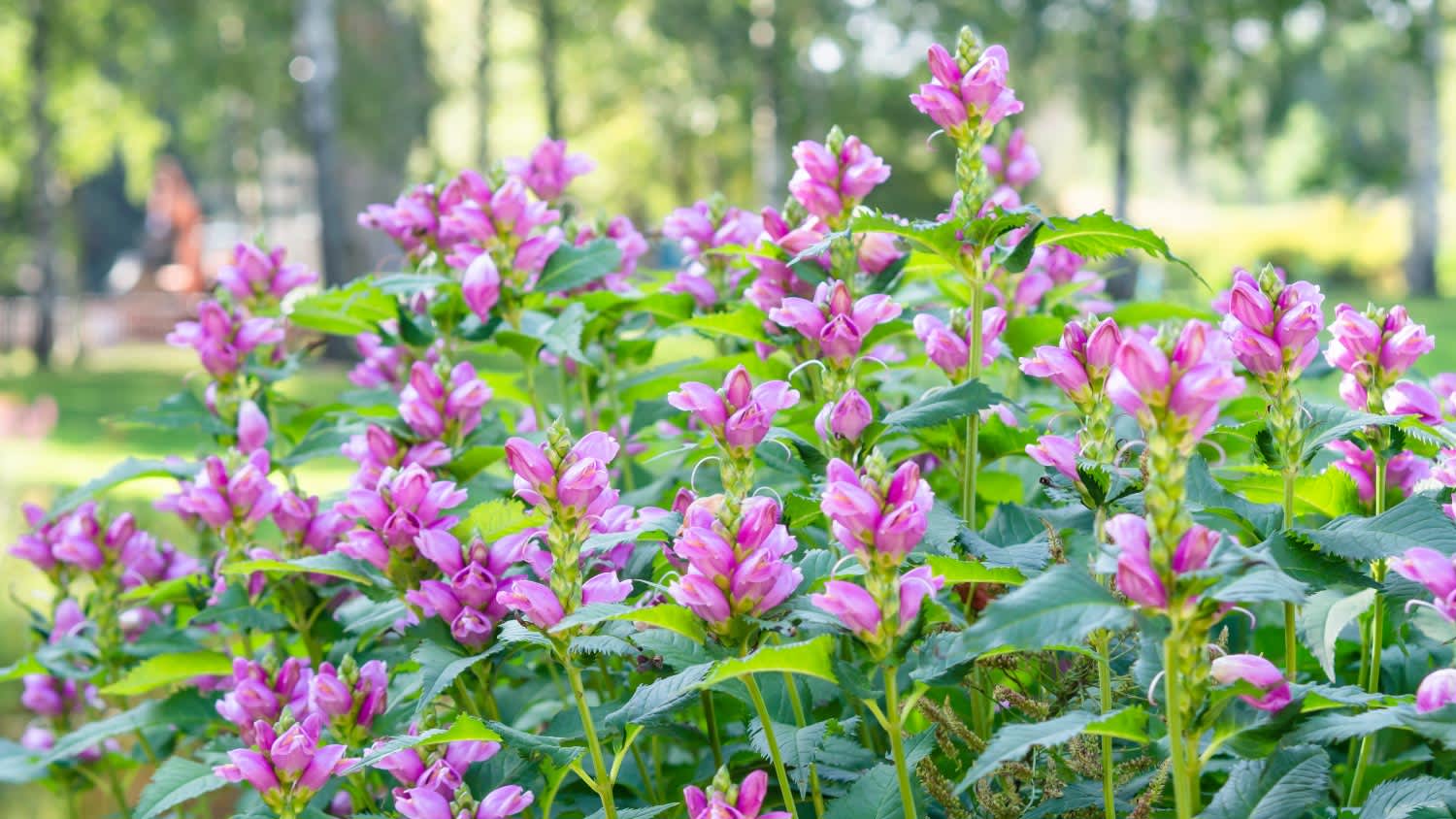 A group of pink turtlehead