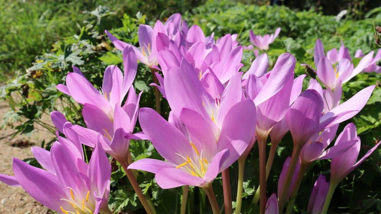 A group of purple autumn crocus
