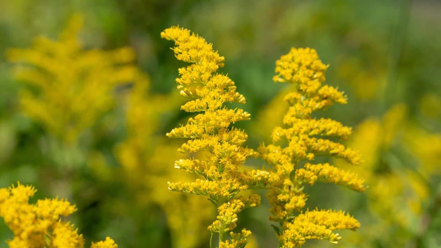 View of a yellow goldenrod