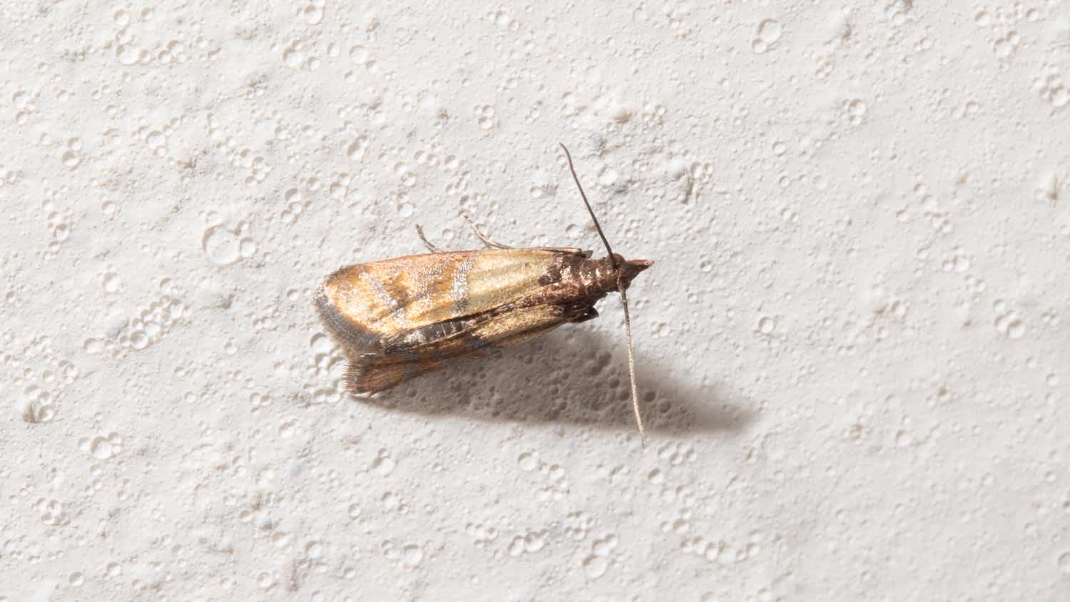 Macro picture of plodia interpunctella