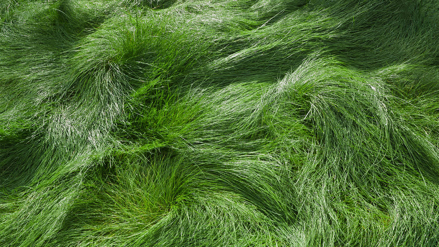 close up shot of a a meadow of fescue grass