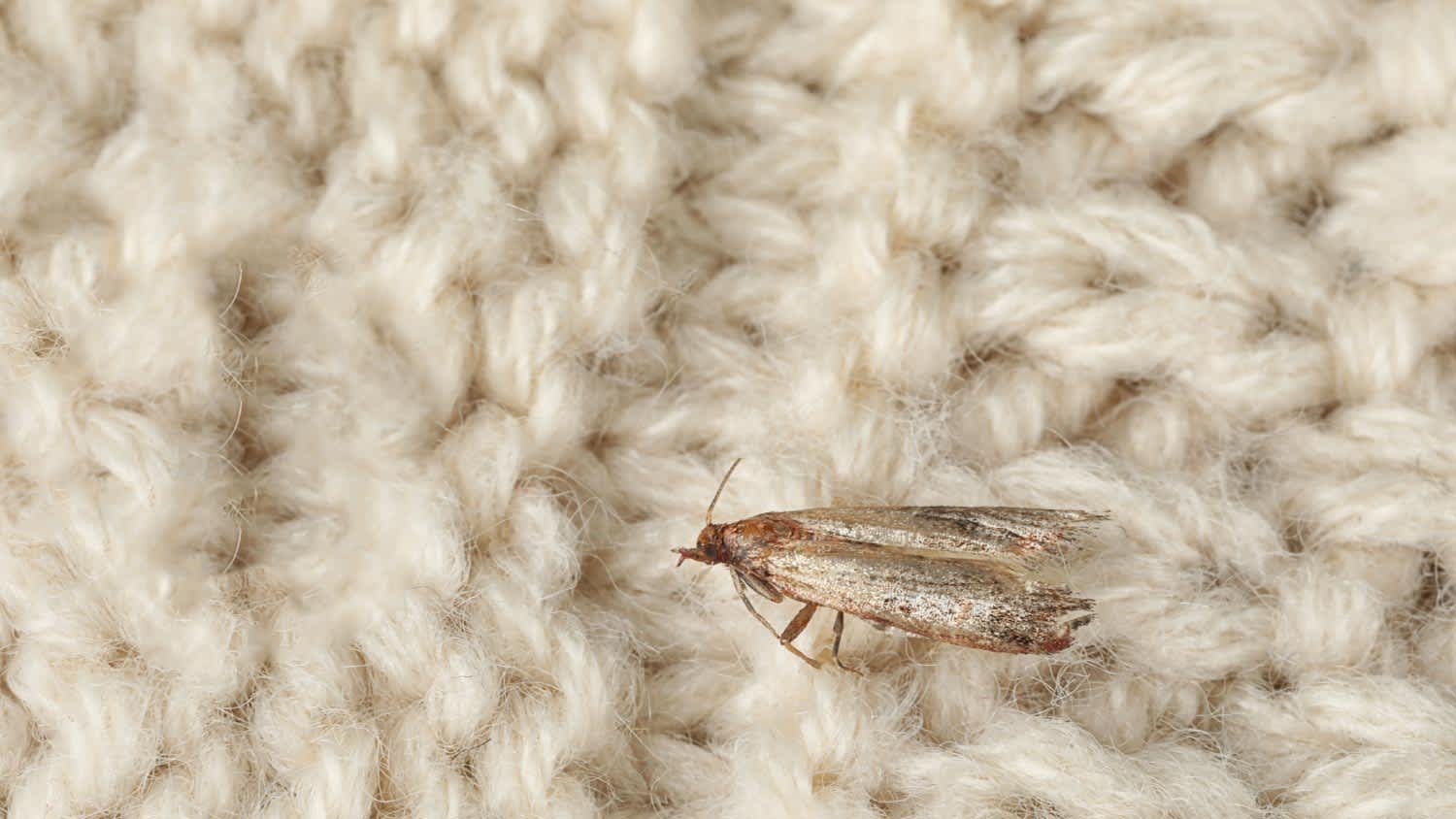 Macro picture of Tineola bisselliella
