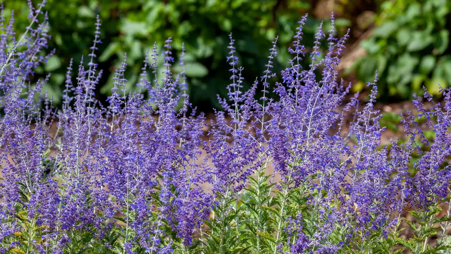 A group of russian sage flowers
