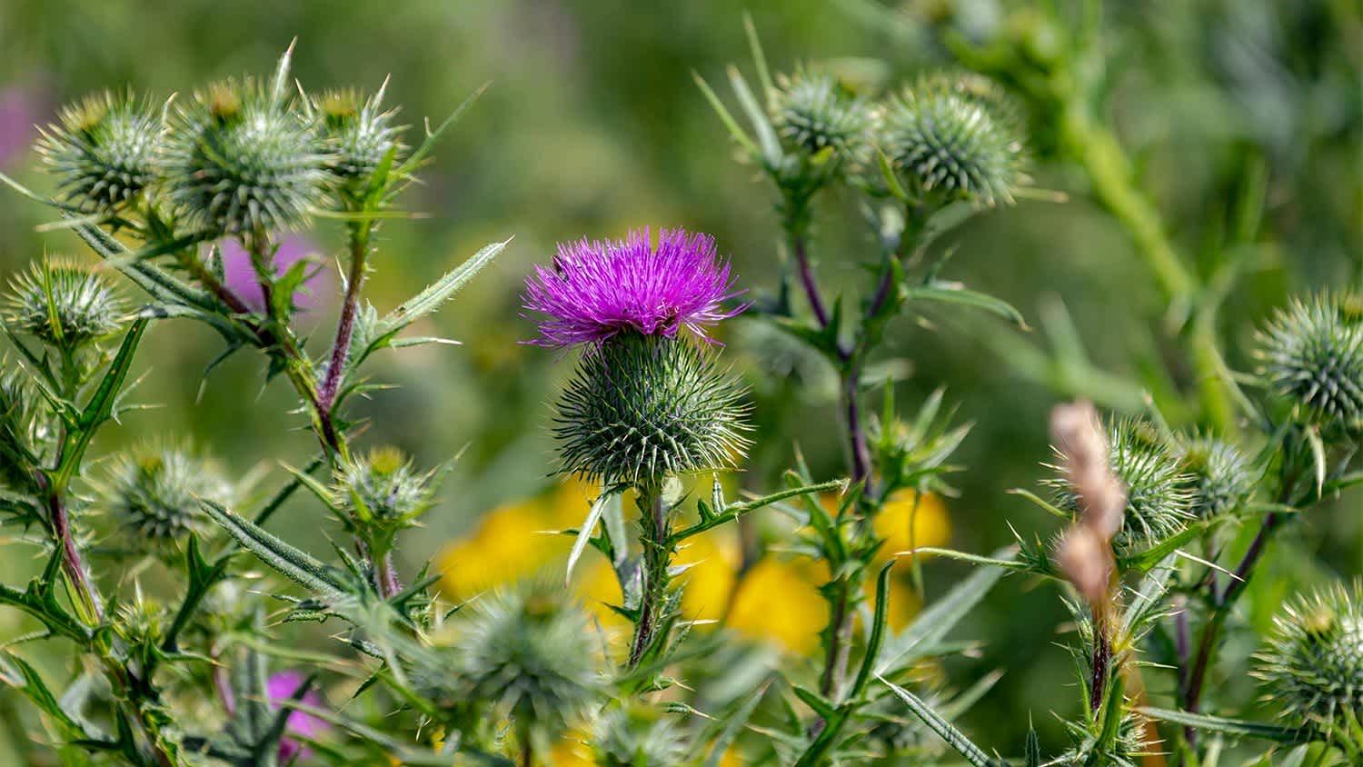Purple and green bull thistle weeds