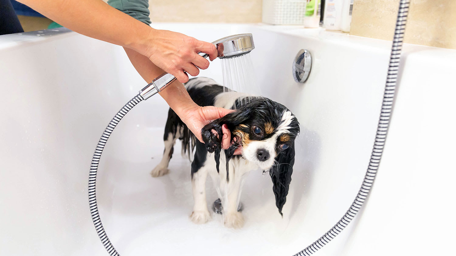 Woman bathing her puppy