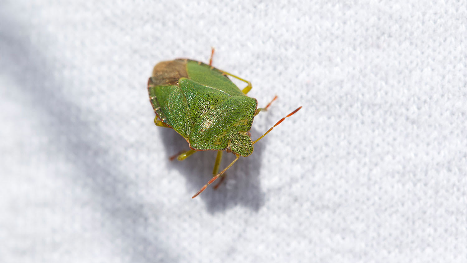 A view of a green stink bug
