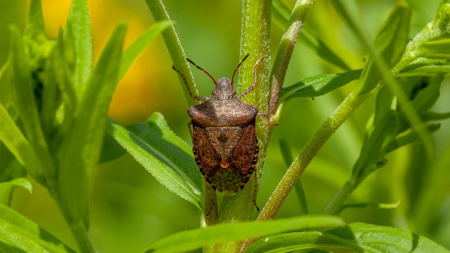 A view of a stink bug crawling on a plant