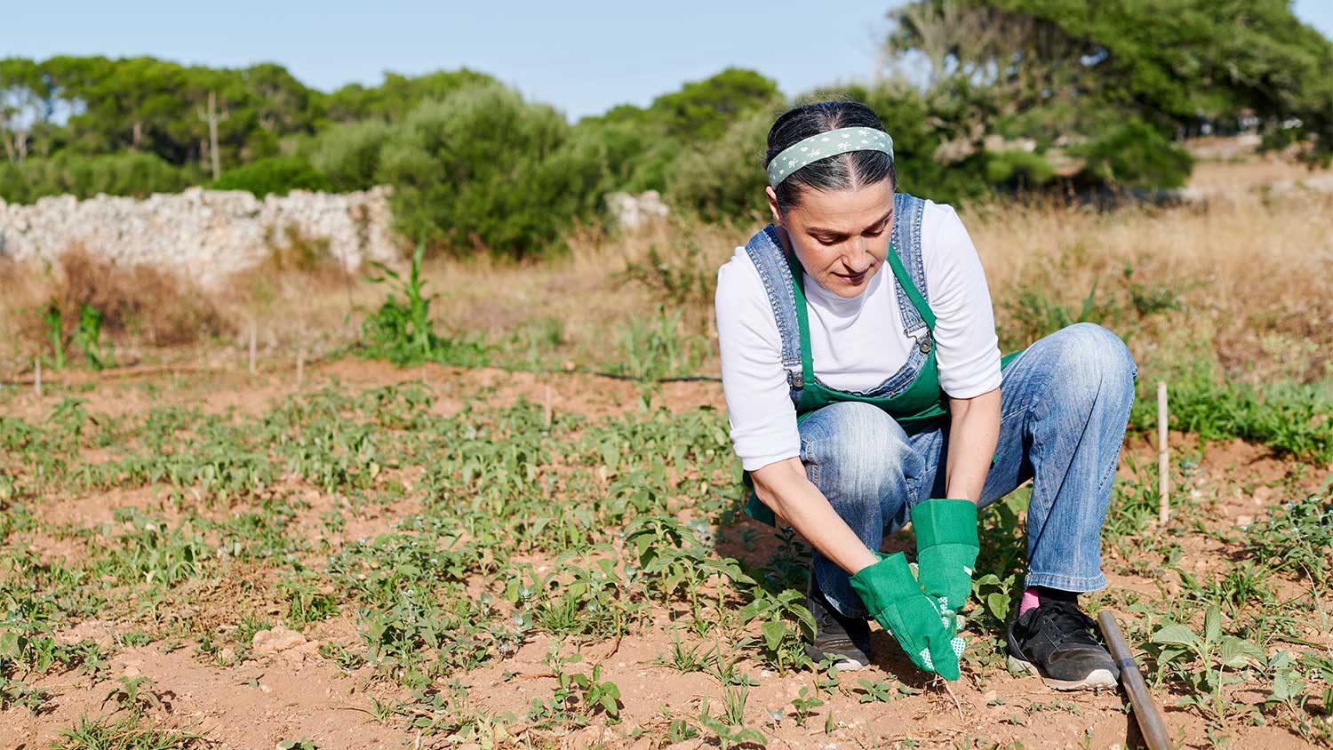 Woman pulling weeds in garden.