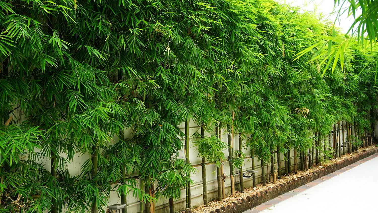 Tall bamboo hedge along a patio wall