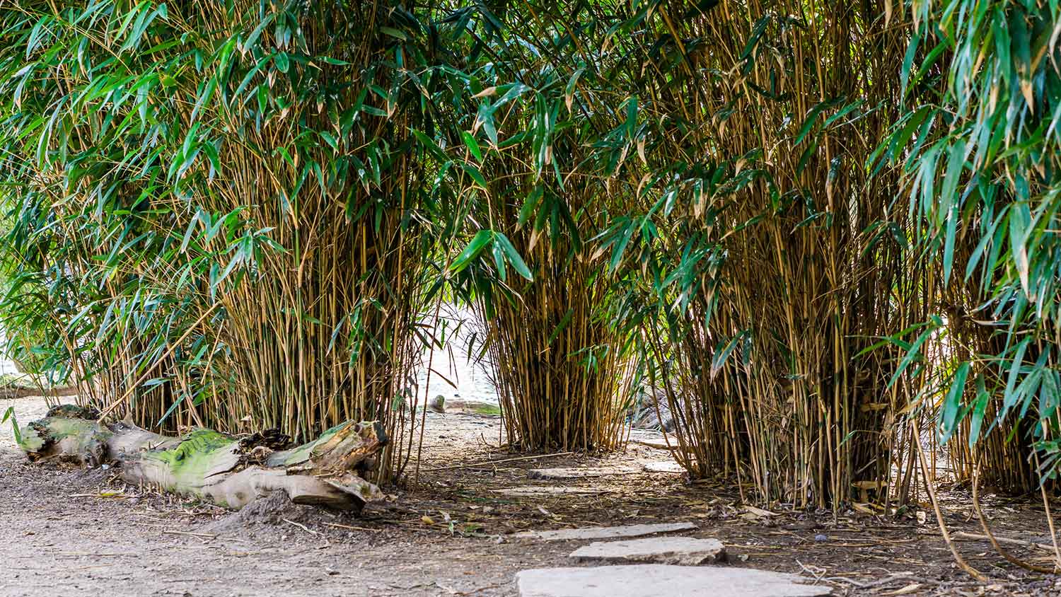 Closeup of a yard with clumping bamboo plants