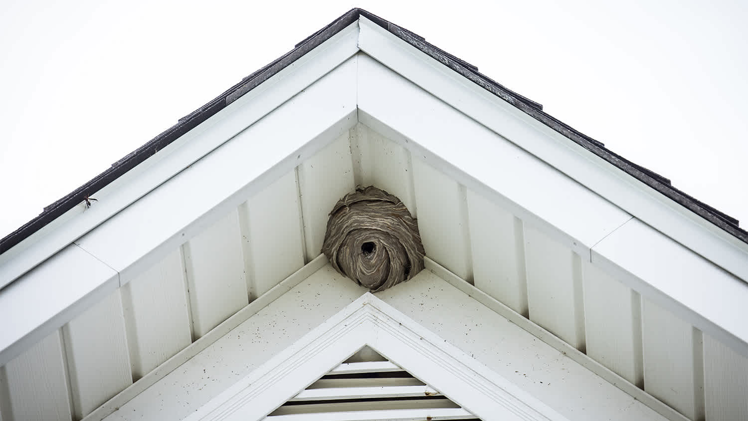 Wasp nest under white house roof